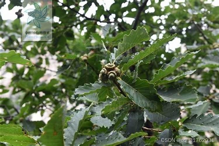 栎类树种偏向于哪种氮肥的原因？