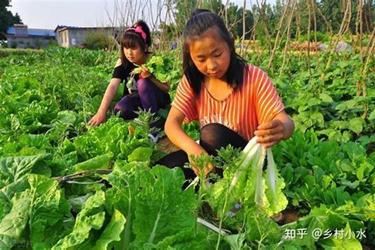 芒种过后,这6种蔬菜可以放心种,耐高温,菜农们别错过