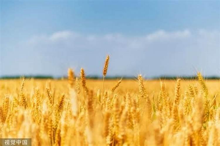 芒种后三天麦子都不熟是怎么回事