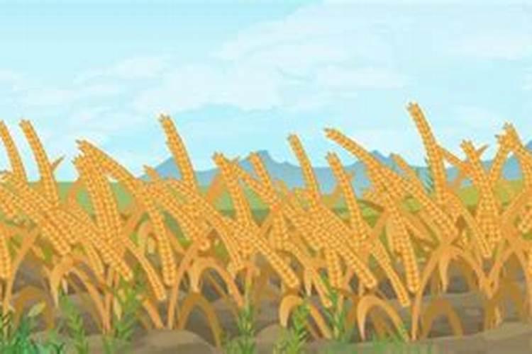 玉米和小麦哪个是有芒作物