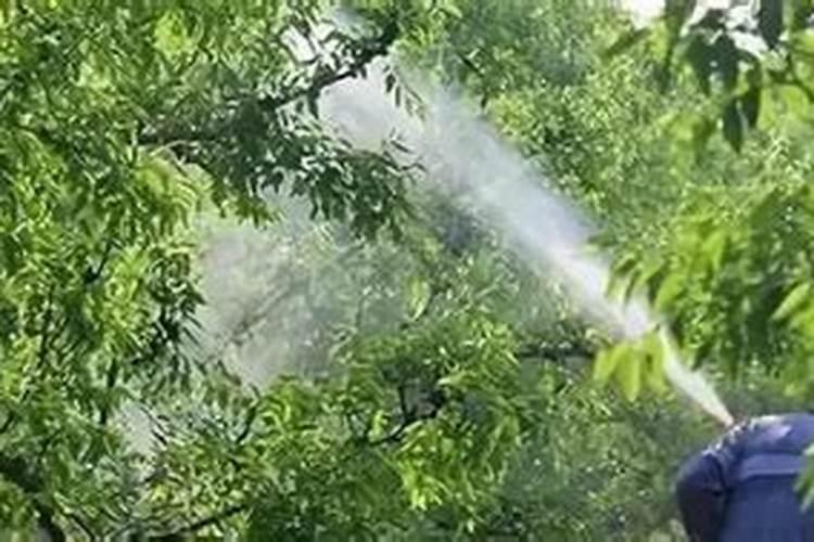 荔枝树出新梢喷什么叶面肥最好？