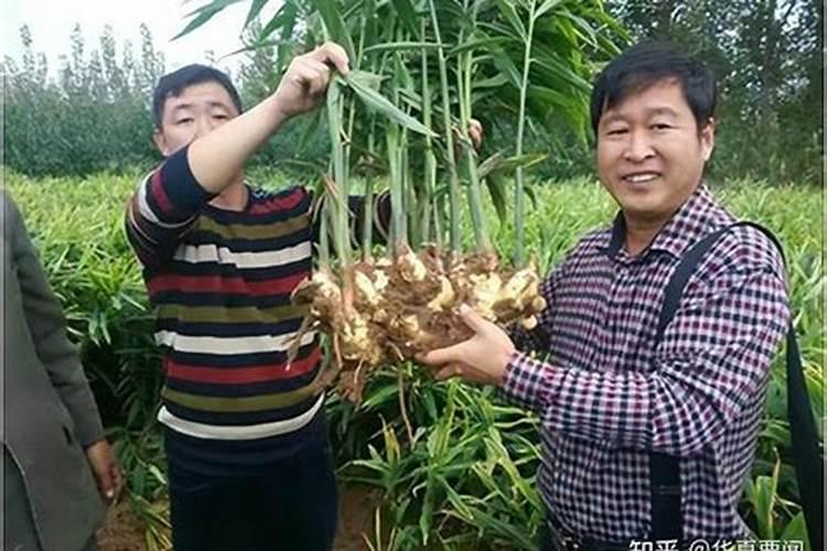 大姜要高产,施肥管理是关键,碳氢核肥助力大姜增产增收品质提升...