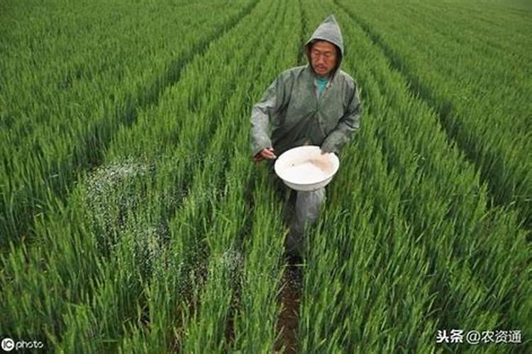 水稻田施用氯化铵效果好,成本低,农民如何扬长避短,合理使用？