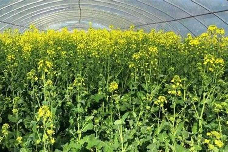 油菜放什么肥料能增产