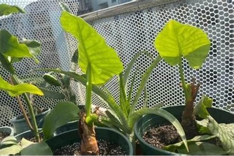 滴水观音用什么肥料最好