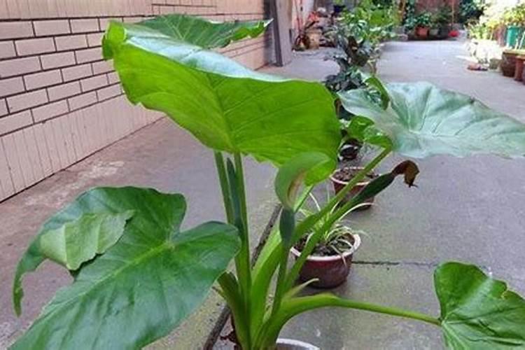 滴水观音什么季节施肥最好 施肥多少合适