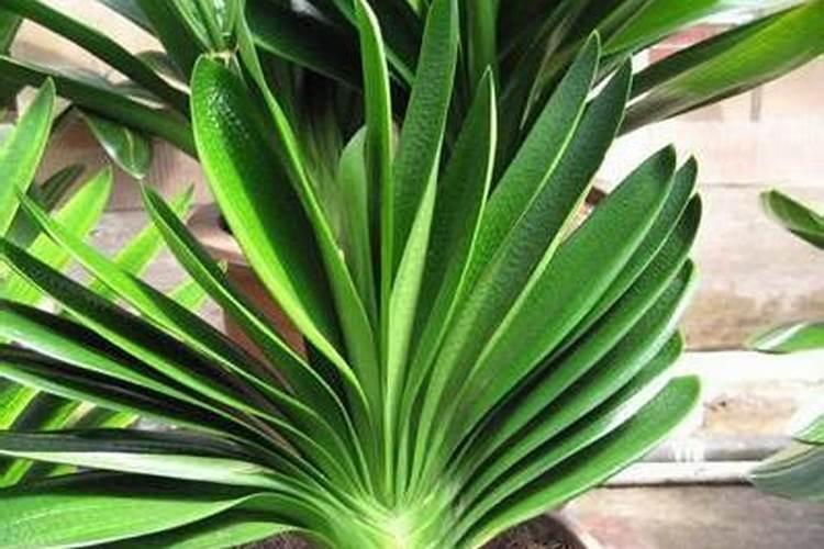 君子兰换盆施氮磷钾肥好吗怎么施？