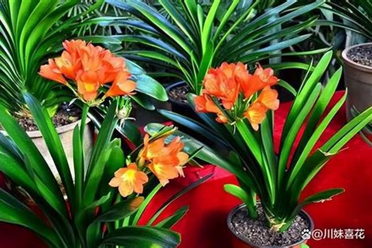君子兰换盆土可以掺氮磷钾肥吗 君子兰换盆土可以放氮磷钾吗