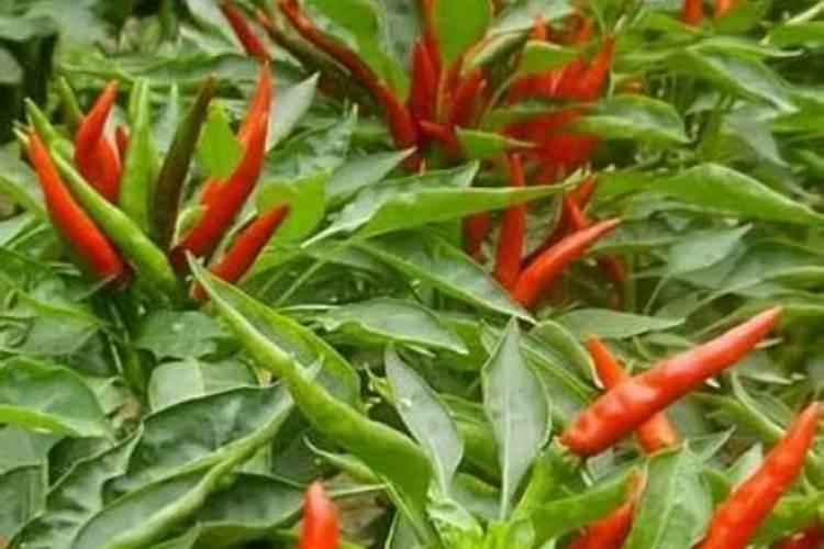 辣椒长的旺用哪种水溶肥效果好？