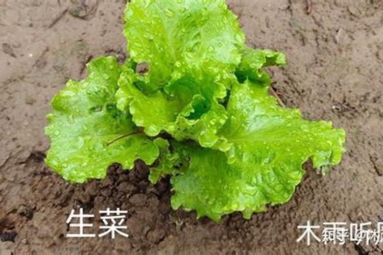 生菜用打中量元素药吗