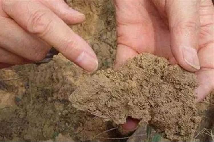 苹果树中微量元素缺乏怎么补救