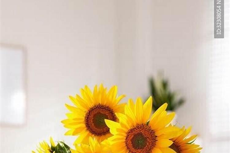 如何让向日葵在花瓶里保存时间长