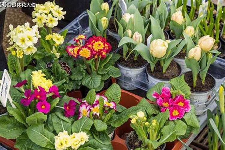 哪些花卉喜欢硫酸亚铁？