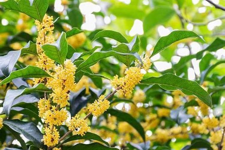 桂花可不可以施二胺钾肥肥料？