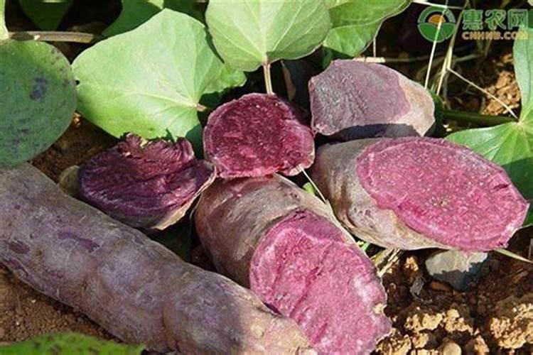 紫薯的种植方法 紫薯和红薯一样种么 详细的方法