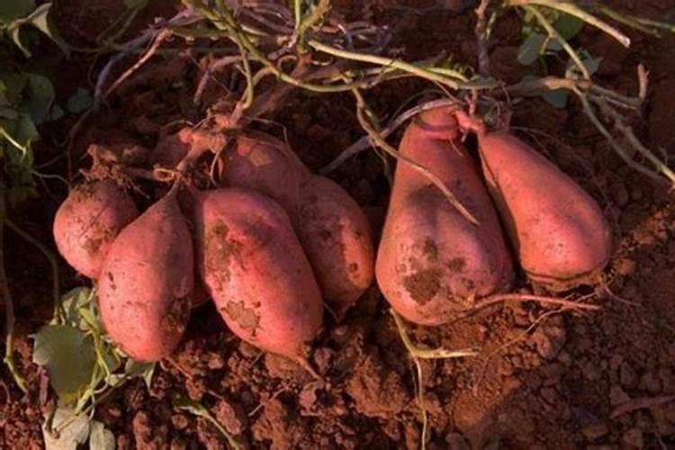 红薯上色用什么药好呢