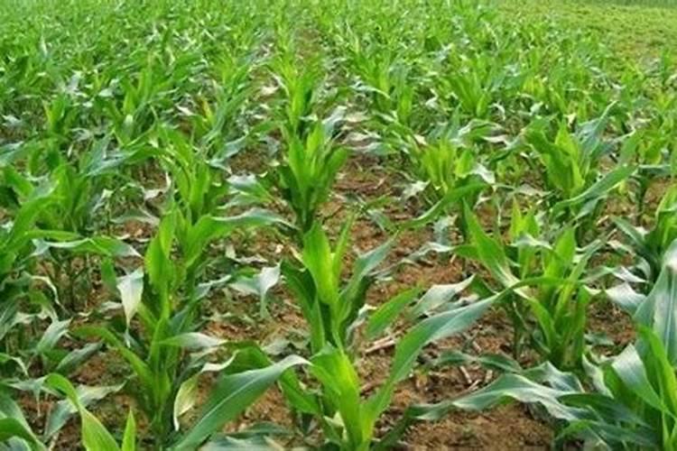 玉米抽穗后还能打叶面肥吗？