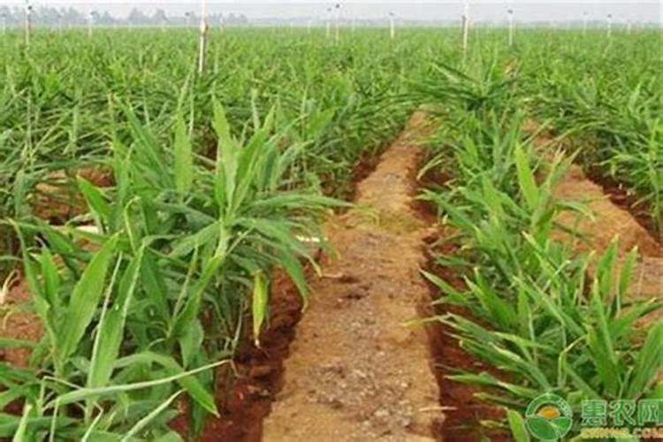 如何培土有利生姜高产 生姜怎么管理水肥