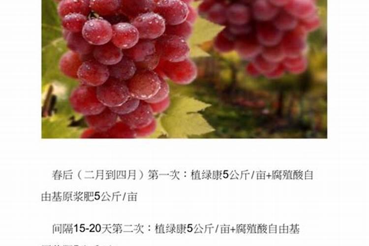 葡萄施硫酸镁肥硫酸钾肥多长时间受益