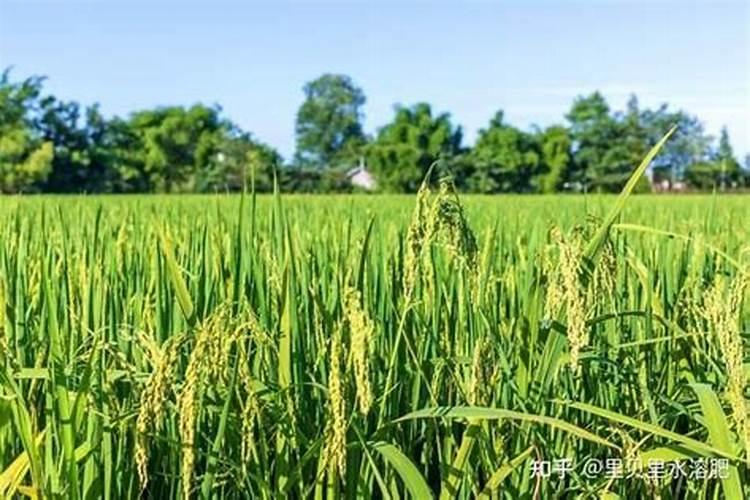 水稻齐穗期喷液体氮肥好吗