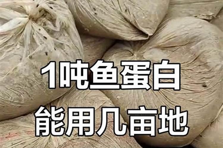 用自制的鱼蛋白浇果树要稀释多少