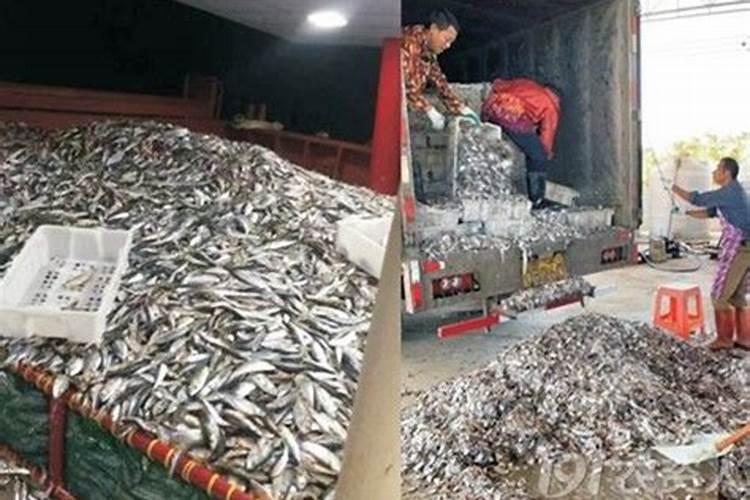 鱼蛋白是不是农产品