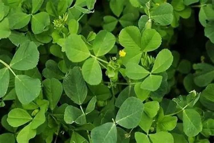 苜蓿地用什么肥料？