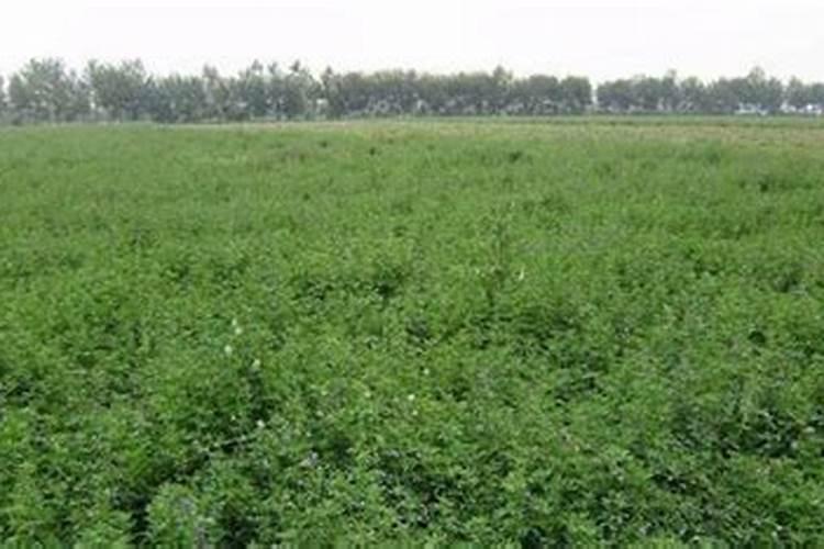 苜蓿的最佳种植方法