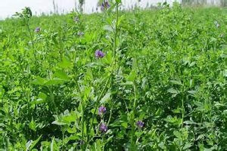 紫花苜蓿草长的太细很容易死