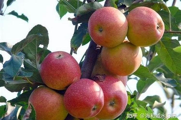 在八九月份,晚熟苹果的个头还很小,应该怎么施肥？