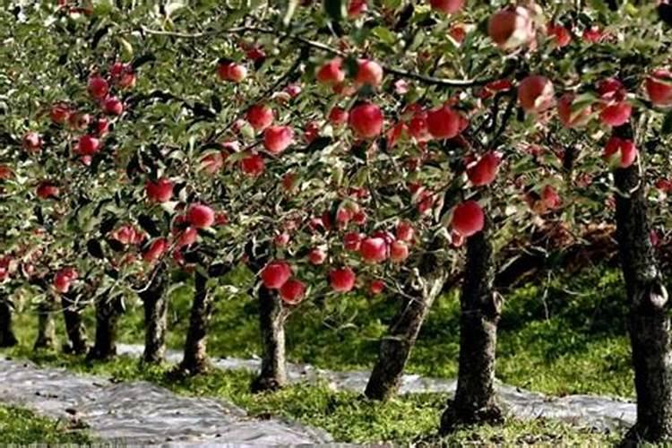 苹果树秋季管理要点