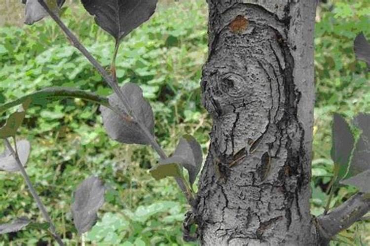 四年的苹果树八月份下旬怎么施肥,花芽才会多？