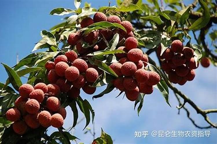 用什么叶面肥可以使荔枝熟得颜色好