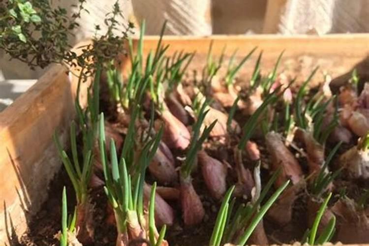 葱苗施什么肥最好