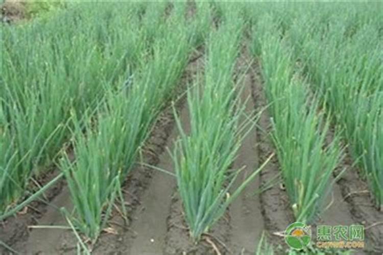 采取综合措施减轻香葱连作障碍