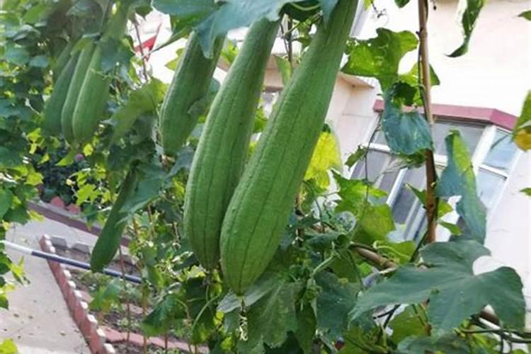 一棵丝瓜能结几个瓜